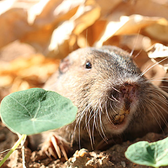 How to Get Rid of Gophers and Moles | HealthGuidance