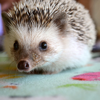 Looking After Hedgehogs