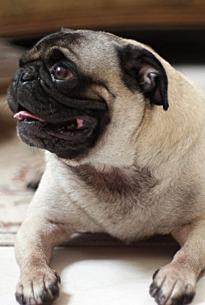 interesting pug facts pug health tips pug facts interesting pug facts pug health tips pug facts