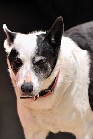 suddenly aggressive sudden aggression in dogs suddenly aggressive sudden aggression in dogs