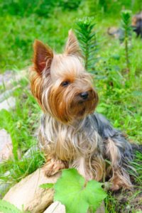 yorkie behaviour yorkie behavior problems yorkie behaviour yorkie behavior problems