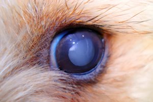 dogs cataracts