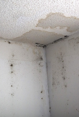 Condensation And Mould Causes And Solutions Healthguidance