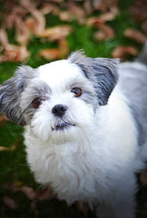 how can you tell if a shih tzu is pregnant