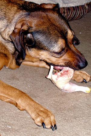 do dogs eat raw chicken
