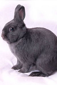 dwarf rabbit full grown