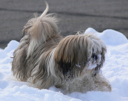 shih tzu aggressive behavior