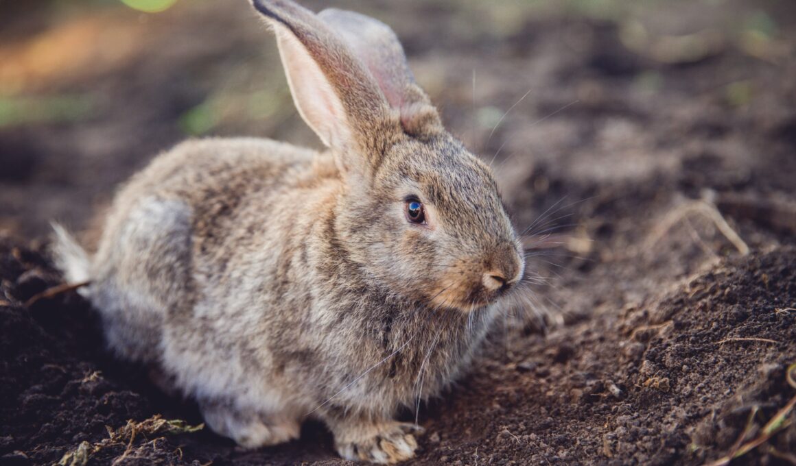 What Kind of Food Do Wild Rabbits Eat?