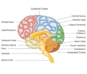 How to Strengthen and Quicken Your Central Nervous System