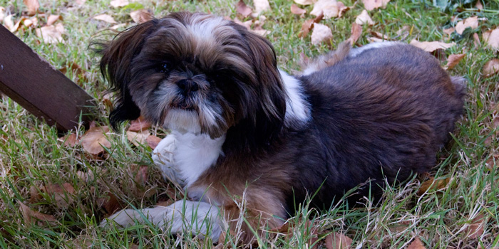 Vaccinating Your Shih Tzu Healthguidance Org